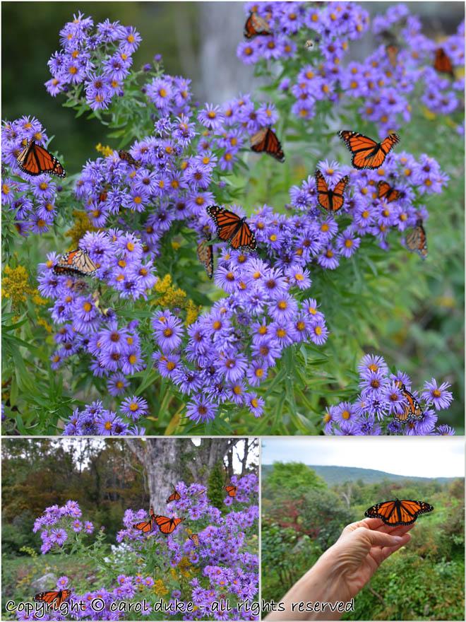 Releasing Monarchs Asters Migration