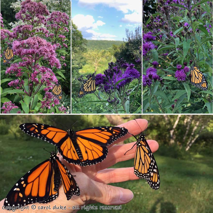 Releasing Monarchs