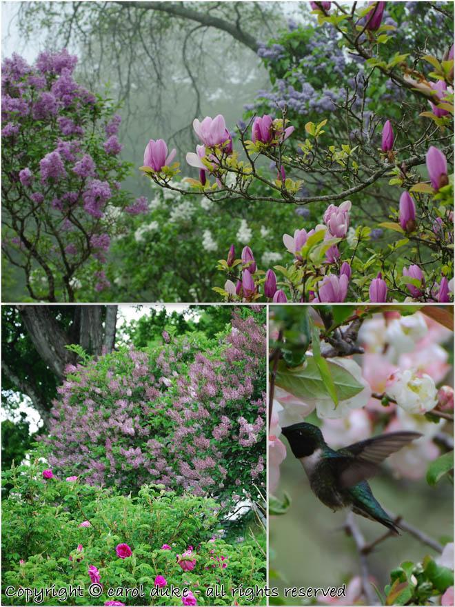 Ruby-throated Hummingbird & Magnolia