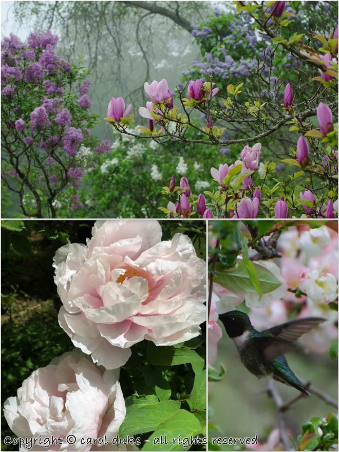 Ruby-throated Hummingbird & Tree Peony