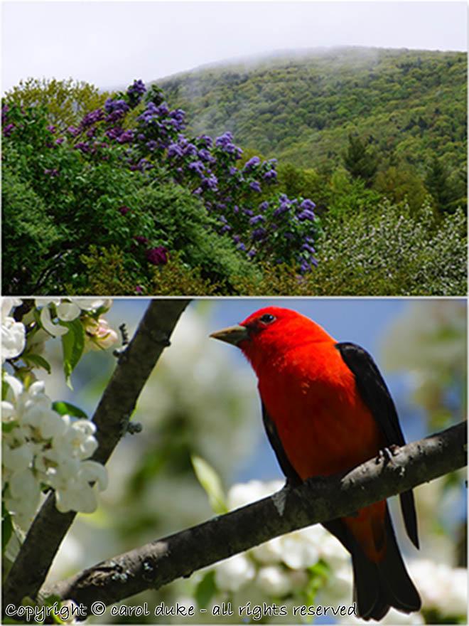 Scarlet Tanager & Lilacs