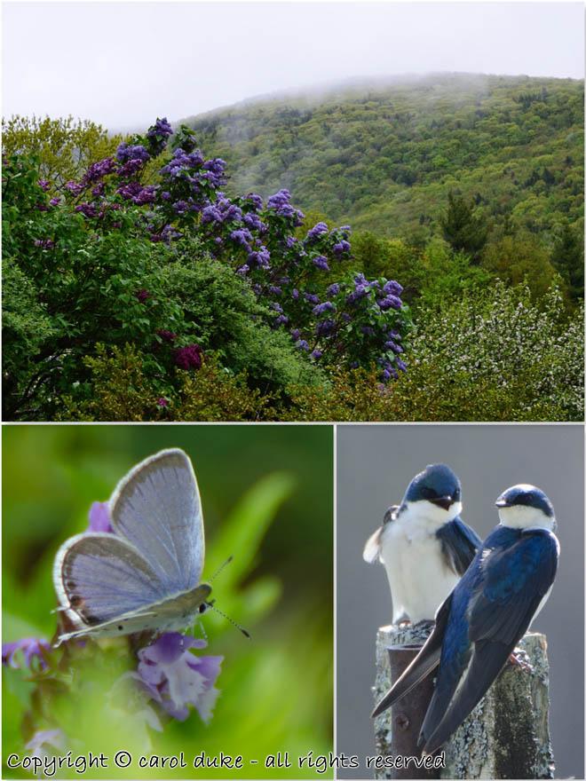 Tree Swallows Easter-tailed Blue Carey Hill Mist