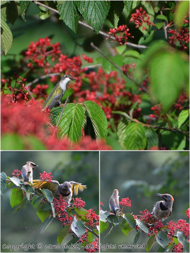 Viburnum Berries & Birds