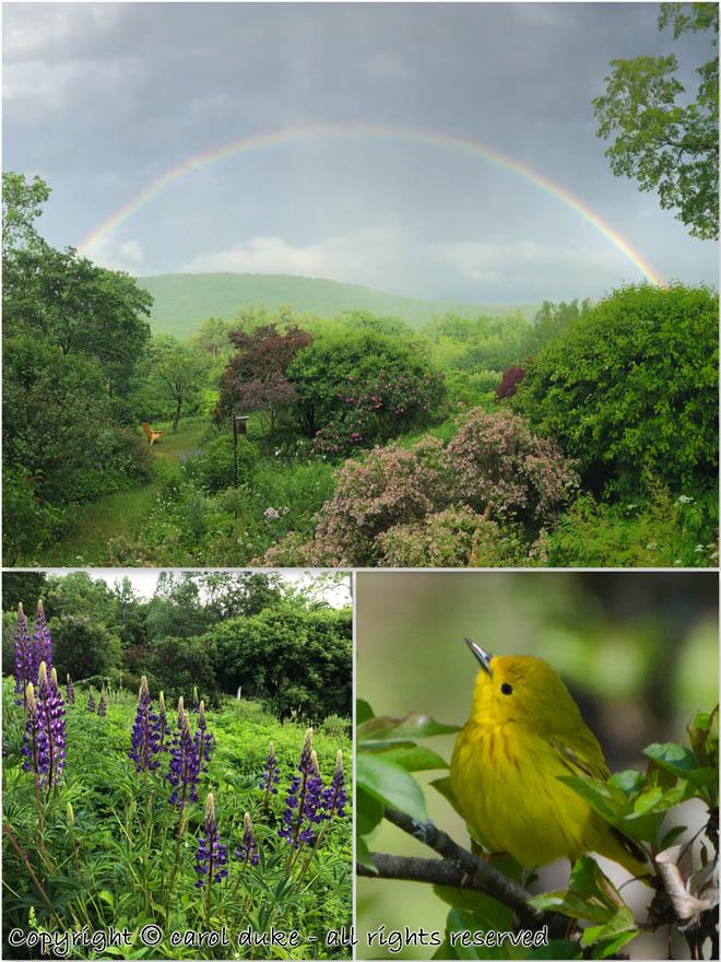 Yellow Warbler Rainbow